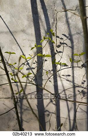 Stock Image - Plants climb concrete walls. Fotosearch