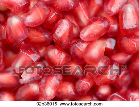 Pomegranate Seeds View Large Photo Image Stock Photography - Pomegranate Seeds. Fotosearch