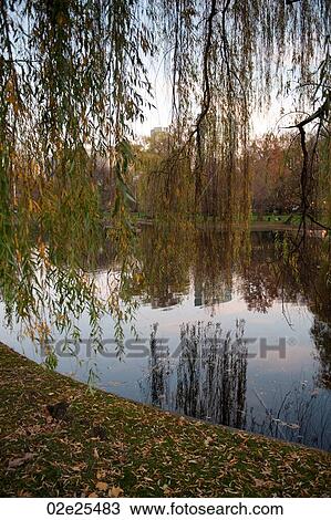 Stock Image - Pond in Boston, Massachusetts, USA. Fotosearch