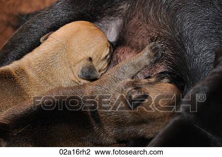 Puppies feeding View Large Photo Image Stock Image - Puppies feeding . Fotosearch