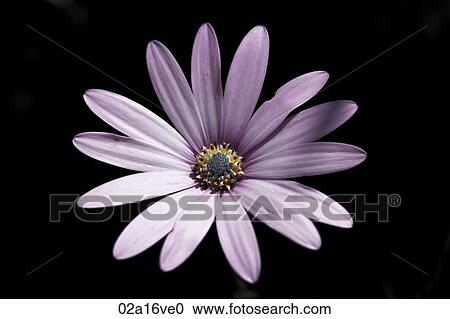 Purple flower grows View Large Photo Image Stock Image - Purple flower grows. Fotosearch