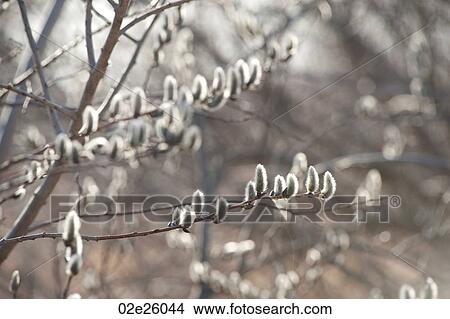 Picture - Pussy Willow trees at Gimli, Manitoba Canada. Fotosearch