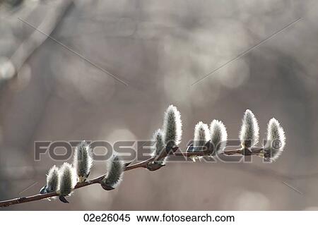 Pussy Willow trees at Gimli, Manitoba Canada View Large Photo Image Stock Photography - Pussy Willow trees at Gimli, Manitoba Canada. Fotosearch