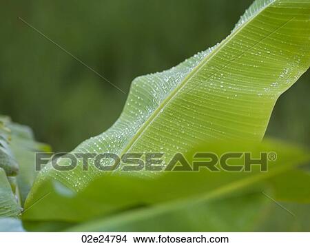 Raindrops on leaves in Bali View Large Photo Image Picture - Raindrops on leaves in Bali. Fotosearch