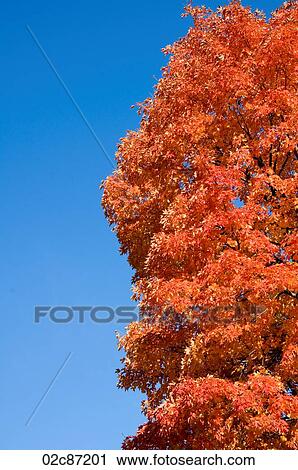 Stock Image - Red fall foliage against blue sky.. Fotosearch