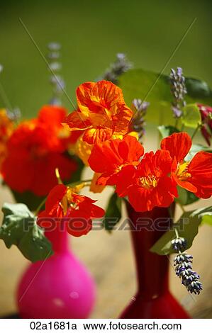 Stock Image - Red flowers. Fotosearch
