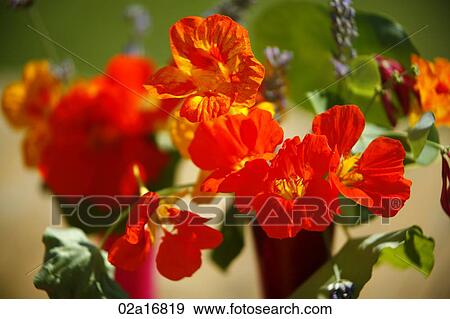 Red flowers View Large Photo Image Stock Photo - Red flowers. Fotosearch