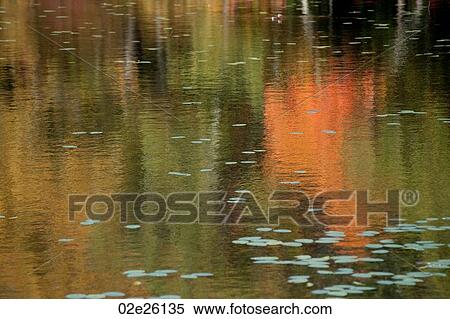 Reflections in a Pond in The Hamptons View Large Photo Image Stock Photography - Reflections in a Pond in The Hamptons. Fotosearch