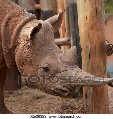 Rhino at Kenya Wildlife Orphans Project View Large Photo Image Stock Photo - Rhino at Kenya Wildlife Orphans Project. Fotosearch