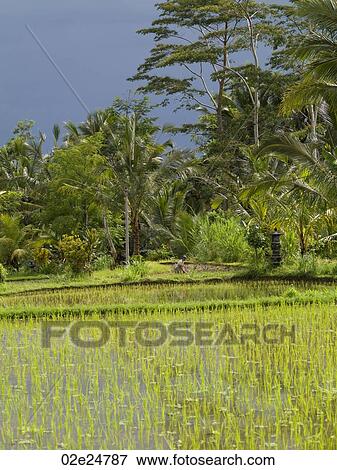 Stock Photo - Rice fields in Bali. Fotosearch