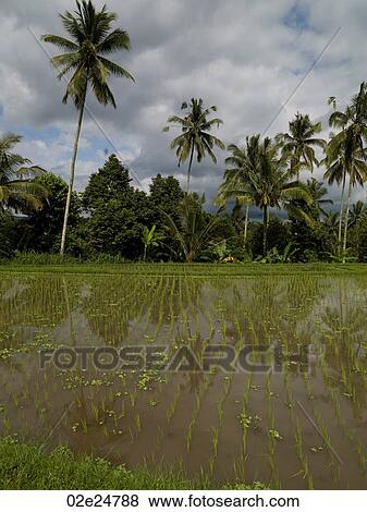 Stock Photo - Rice fields in Bali. Fotosearch