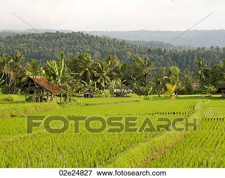 Rice fields in bali View Large Photo Image Stock Photo - Rice fields in bali. Fotosearch