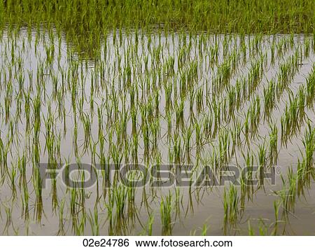 Rice fields in Bali View Large Photo Image Stock Photograph - Rice fields in Bali. Fotosearch