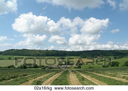 Row of cut grass for silage View Large Photo Image Stock Image - Row of cut grass for silage. Fotosearch