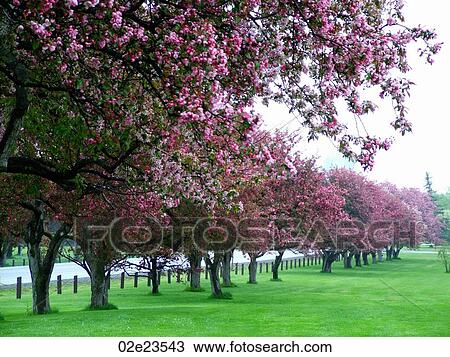 Row of trees in full blossom. View Large Photo Image Stock Image - Row of trees in full blossom.. Fotosearch