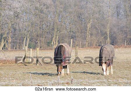 Rugged horses in a field on a frosty morning View Large Photo Image Picture - Rugged horses in a field on a frosty morning. Fotosearch