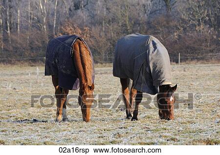 Rugged horses in a field on a frosty morning View Large Photo Image Stock Photography - Rugged horses in a field on a frosty morning. Fotosearch