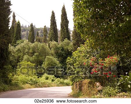 Rural road in Corfu View Large Photo Image Stock Photograph - Rural road in Corfu. Fotosearch
