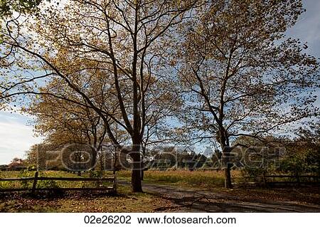 Rural road in the Hamptons View Large Photo Image Stock Image - Rural road in the Hamptons. Fotosearch