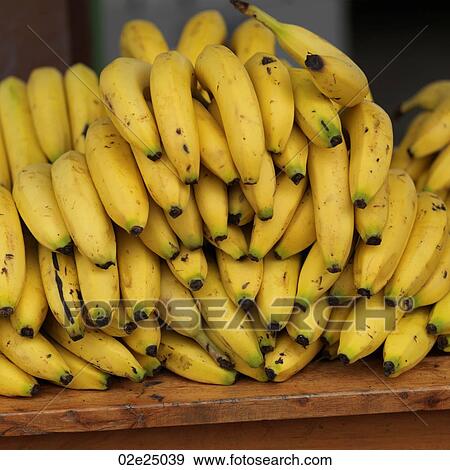San Ignacio, Bunch of Bananas View Large Photo Image Stock Photo - San Ignacio, Bunch of Bananas. Fotosearch