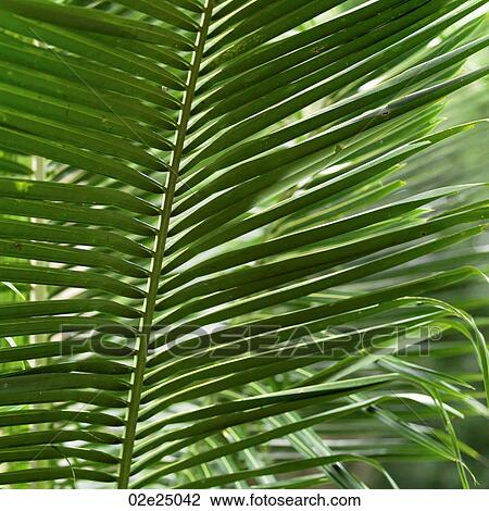 San Ignacio, Leaf View Large Photo Image Stock Image - San Ignacio, Leaf. Fotosearch