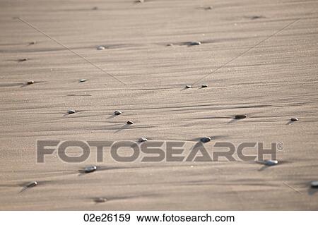 Stock Photo - Sand and rocks along Hampton seashore. Fotosearch