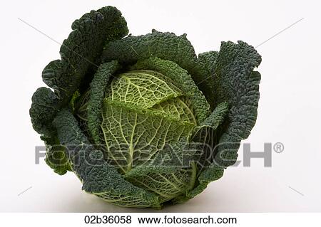 Savoy Cabbage View Large Photo Image Stock Photo - Savoy Cabbage. Fotosearch