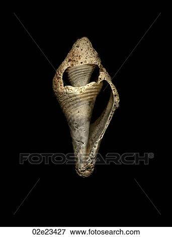 Stock Photo - Scanned close-up of weathered seashell.. Fotosearch