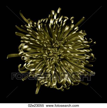 Stock Photography - Scanned flower on black.. Fotosearch