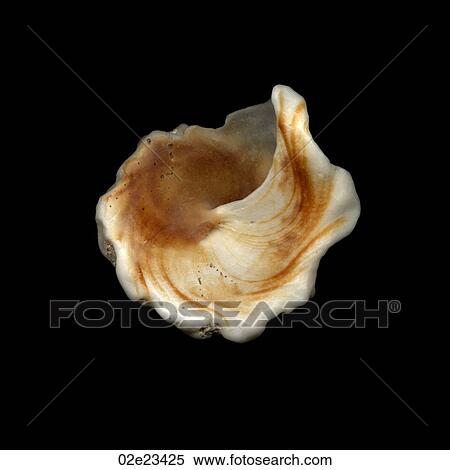 Scanned image of a seashell detail on black. View Large Photo Image Stock Photography - Scanned image of a seashell detail on black.. Fotosearch