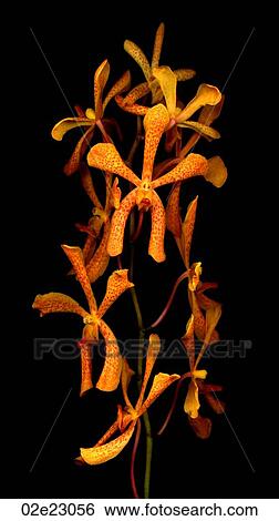 Scanned image of a spider orchid. View Large Photo Image Stock Photograph - Scanned image of a spider orchid.. Fotosearch