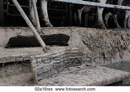 Scraper for clearing slurry from the cow barns View Large Photo Image Stock Photo - Scraper for clearing slurry from the cow barns. Fotosearch