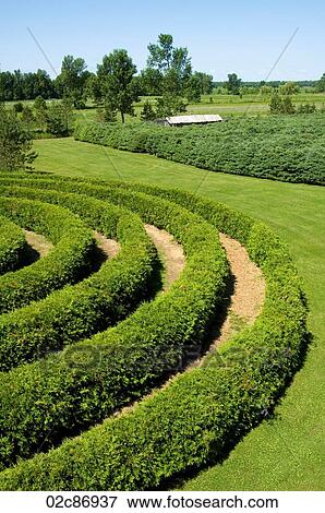 Stock Photo - Sculpted green maze shrubbery in a country garden.. Fotosearch