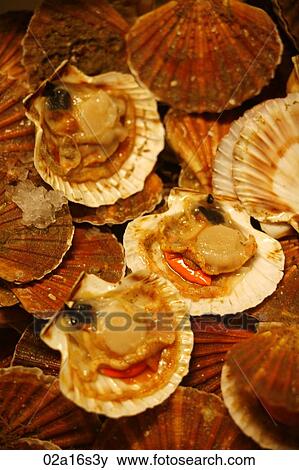 Seafood Shells View Large Photo Image Stock Photo - Seafood Shells. Fotosearch