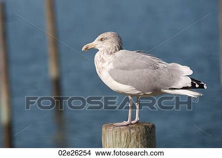 Seagull at Sag Harbor in the Hamptons View Large Photo Image Picture - Seagull at Sag Harbor in the Hamptons. Fotosearch