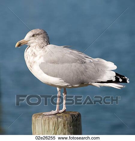 Stock Photography - Seagull at Sag Harbor in the Hamptons. Fotosearch