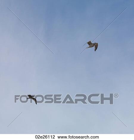 Stock Image - Seagulls, The Hamptons, New York. Fotosearch