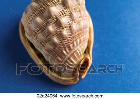 Seashell detail on blue. View Large Photo Image Picture - Seashell detail on blue.. Fotosearch