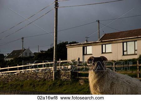 Sheep and house exterior in Achill Island, County Mayo, Ireland View Large Photo Image Stock Photo - Sheep and house exterior in Achill Island, County Mayo, Ireland. Fotosearch