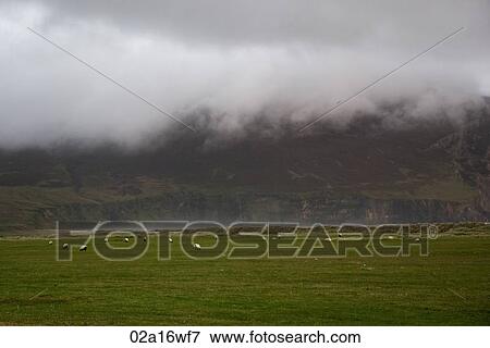Stock Photo - Sheep grazing on Achill Island, County Mayo, Ireland. Fotosearch
