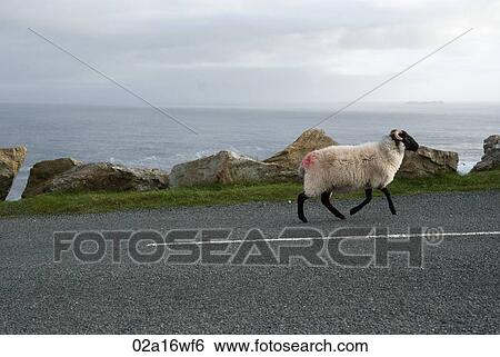 Sheep on road in Achill Island, County Mayo, Ireland View Large Photo Image Stock Photograph - Sheep on road in Achill Island, County Mayo, Ireland. Fotosearch