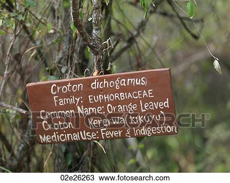 Stock Image - Sign identifying vegetation in Kenya Africa. Fotosearch