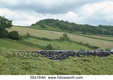 Silage pit with a view of a tractor turning grass for silage in the background View Large Photo Image Stock Image - Silage pit with a view of a tractor turning grass for silage in the background. Fotosearch