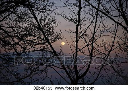 Silhouette of branches in twilight View Large Photo Image Stock Photography - Silhouette of branches in twilight. Fotosearch