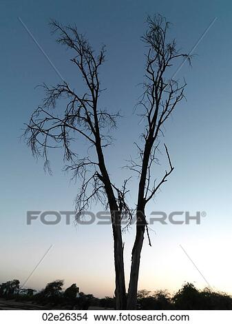 Silhouette of dried tree in Kenya Africa View Large Photo Image Picture - Silhouette of dried tree in Kenya Africa. Fotosearch