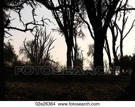 Silhouette of dried tree in Kenya Africa View Large Photo Image Picture - Silhouette of dried tree in Kenya Africa. Fotosearch