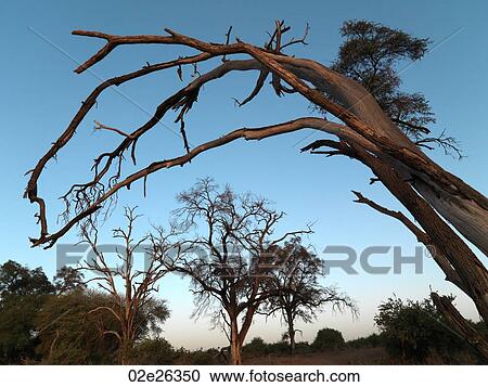 Silhouette of dried tree in Kenya Africa View Large Photo Image Stock Image - Silhouette of dried tree in Kenya Africa. Fotosearch
