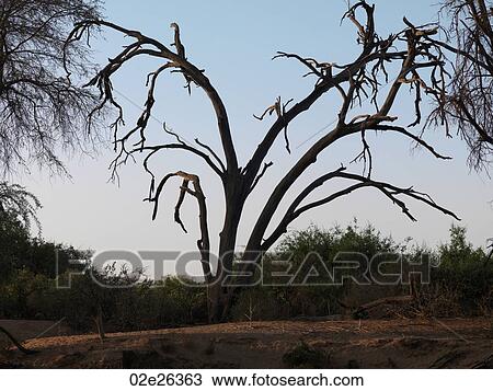 Silhouette of dried tree in Kenya Africa View Large Photo Image Stock Image - Silhouette of dried tree in Kenya Africa. Fotosearch