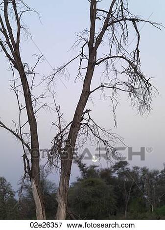 Silhouette of dried tree in Kenya Africa View Large Photo Image Stock Photo - Silhouette of dried tree in Kenya Africa. Fotosearch
