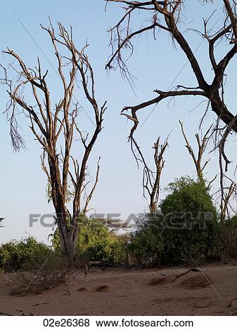 Silhouette of dried tree in Kenya Africa View Large Photo Image Stock Photo - Silhouette of dried tree in Kenya Africa. Fotosearch